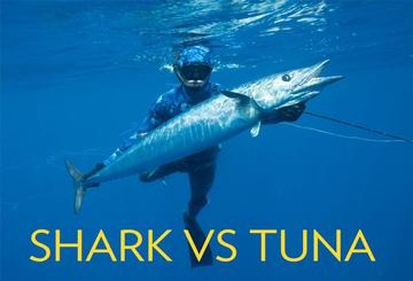 Shark Vs Tuna