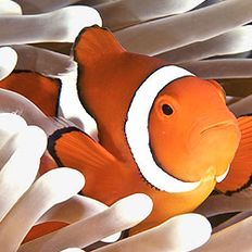 Fish in sea anemone (Getty)