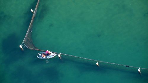 Shark spotted inside nets at Manly Cove, Sydney.