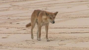 A seven-year-old girl has been attacked by a dingo on K&#x27;gari in Queensland. The girl was with her family waiting for the barge at Hook Point earlier today while her mother got out of the car to take photos.