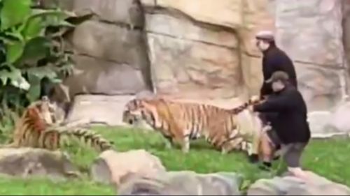 The handlers appear to pull the tiger by the tail. (Instagram)