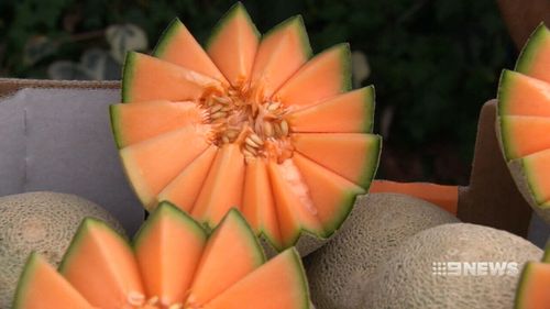 The nationwide recall comes after five people have died as a result of the Listeria outbreak that has affected rockmelons around the country. Picture: 9NEWS.