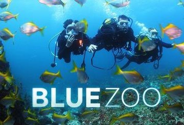 Blue Zoo