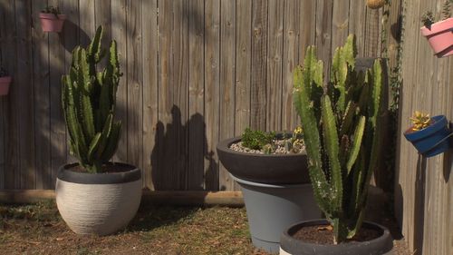 Charlie, aged five, found caring for his cacti to be a therapeutic hobby.