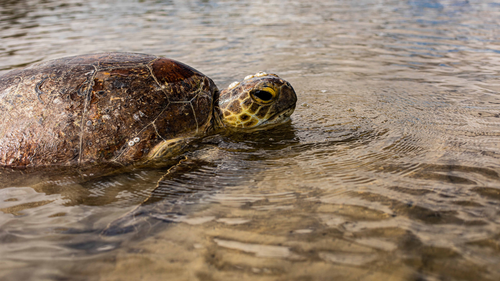 Floods and a mystery 'shell-eating' disease are having a devastating impact on Sunshine Coast sea turtles.