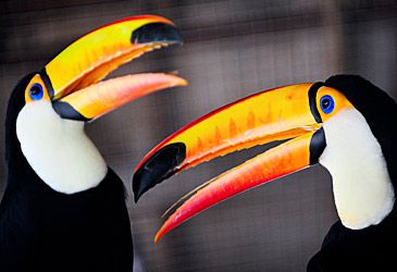 Toucans are endemic to which continent?