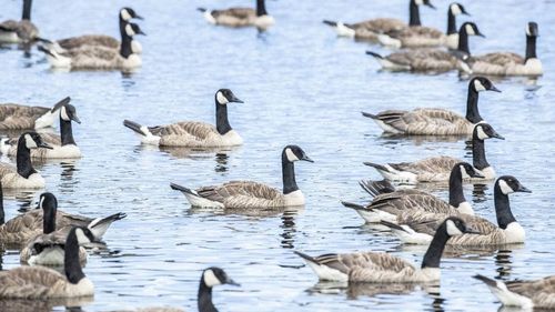 Bird pests dumping hundreds of kilograms of poo in New Zealand lake 