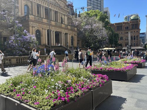 Photos of the City of Sydney's planter boxes in George Street.