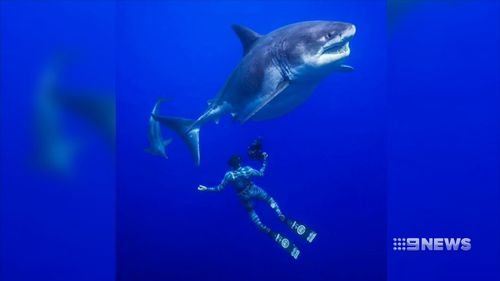 Divers swim with one of biggest great white sharks off Hawaii