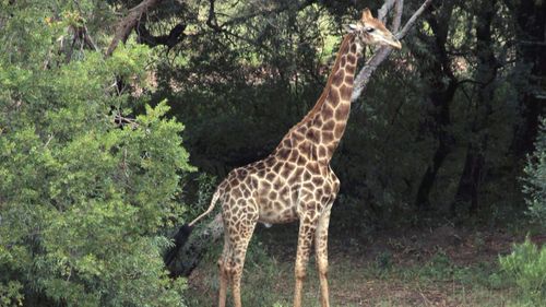 A giraffe from Glen Afric farm in South Africa has hit a TV crew member during the filming of a documentary, killing the man. (Facebook/Glen Afric)