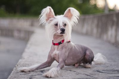 Chinese Crested Dog