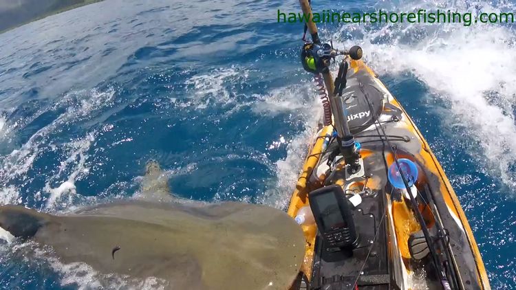 GoPro captures fisherman's encounter with tiger shark off Hawaii