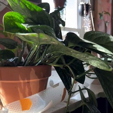 New indoor plant routine Instagram pest prevention