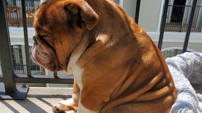 Rashida Ellis' dog named Big Poppa went viral after the owner posted a sad photo of the English bulldog.