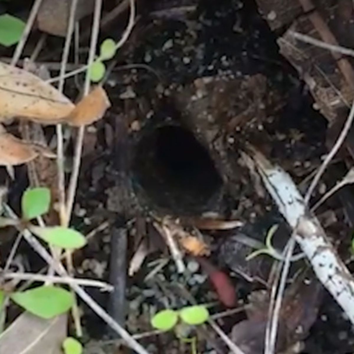 Thirsty Male Trapdoor Spiders Face Fierce Predators To Look For Females Who Refuse To Leave Their Burrows Nine Com Au