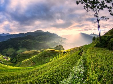 Rice fields in Vietnam