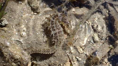 A White's Seahorse camouflaged in a shallow bed of sea grass.