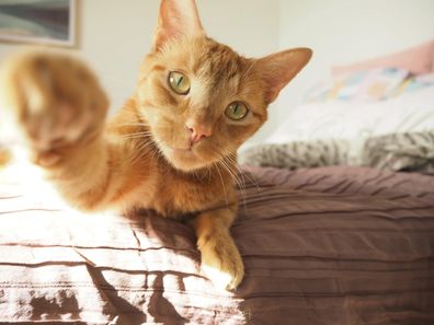 Cat 'Pretzel' was rescued through PetRescue's Home2Home program