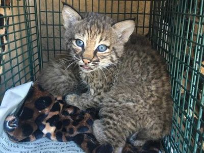 Family Attacked by Baby Bobcats They Mistook for Domestic Kittens