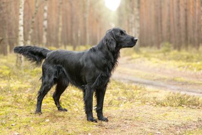 Black Flat coated Retriever dog standing on moss in forest. This file is cleaned and retouched.