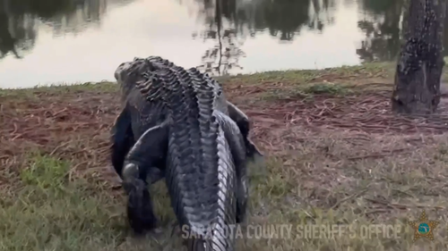 The alligator eventually made its way to a nearby lake.