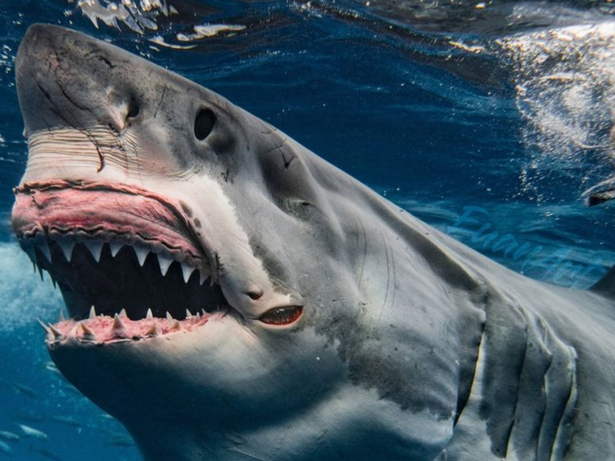 Shark news; 'World's toughest great white shark' Brutus photographed in incredible detail