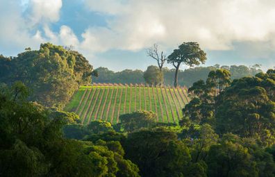 Vineyard in Margaret River, Western Australia