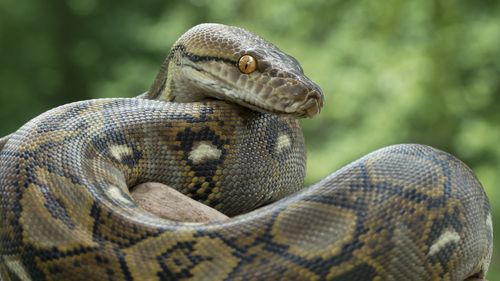 Reticulated Python