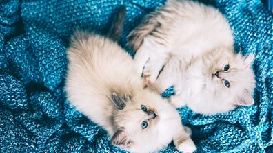 Two Ragdoll cats