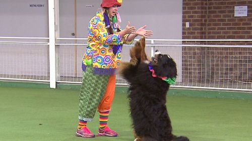 Sue Murray and her Bernese Kia took on a circus theme for their performance. Picture: 9NEWS