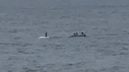 Authorities are investigating a shocking video of a person standing on top of a dead humpback whale south of Sydney.﻿