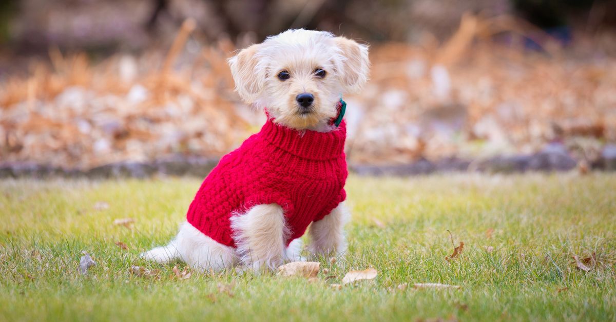 Winter jackets for dogs: 10 dog breeds that actually need to wear a coat in winter: by Dr Katrina warren | Exclusive