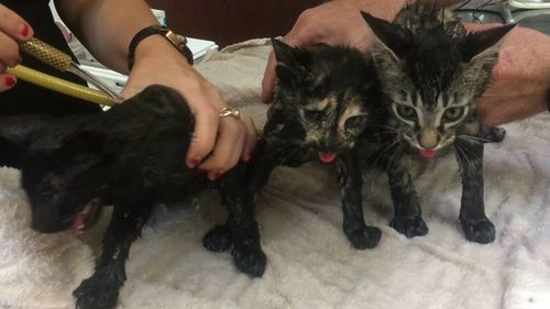 Kittens found abandoned in leather bag in Lismore