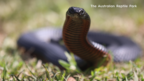 Venomous snake threat increases as weather warms up