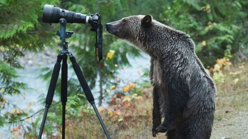 Curious bear caught on camera trying his hand at photography