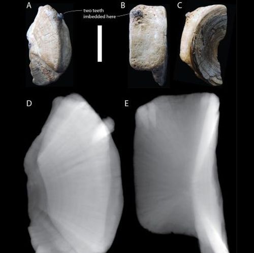Vertebra from an ancient requiem shark showed two teeth embedded within them. (Perez, V.J. et al. Acta Palaeontological (2021); CC BY 4.0)
