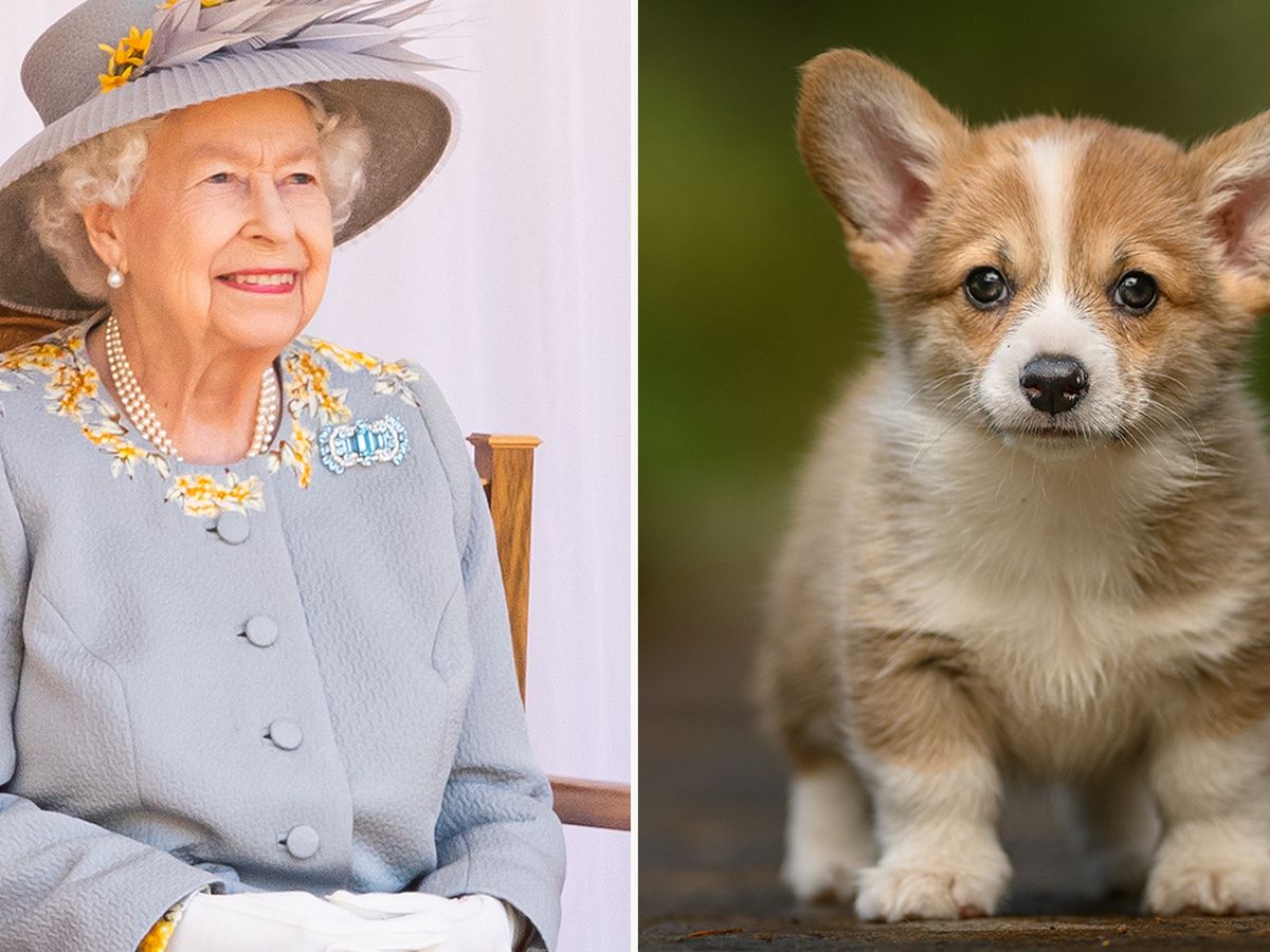 queen of england dogs