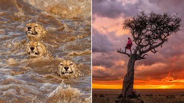 Africa Wildlife Photography