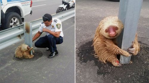 Lost sloth clings to crash barrier pole while awaiting help