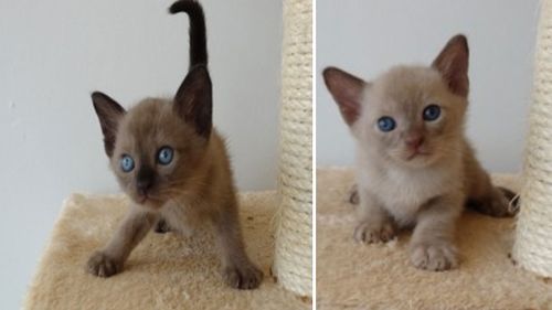 Cat burglar petnaps six pedigree kittens from Brisbane garage