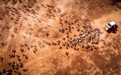 Australian farmer Richard Gillham drives his truck across a drought-affected paddock as he feeds his sheep on his property 'Barber's Lagoon' located on the outskirts of the north-western New South Wales town of Boggabri, Australia