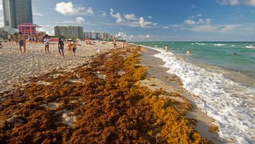 Rafts of brown seaweed pile up on the shore of Miami Beach, Florida.