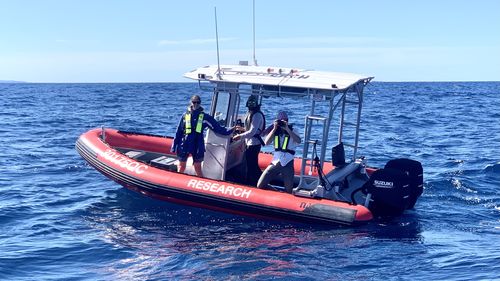 Research has found Australian humpback whales migrating off the east coast were happier ﻿and less stressed during the COVID-19 pandemic.