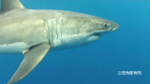 Frequent shark encounters are endangering the state's tourism industry. (9NEWS)