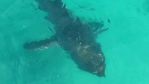 The shark lingered around the jetty for about five minutes.