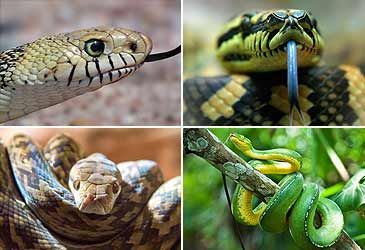 Which of these four snakes is venomous?