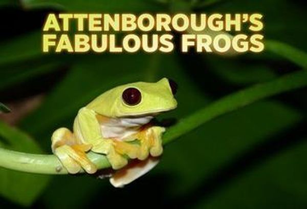 David Attenborough's Fabulous Frogs