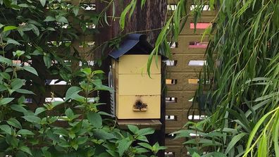 Backyard beekeeping how to get started with your own hive. 