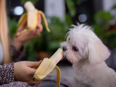 Dog eating banana iStock photo