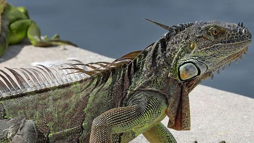 Green iguanas are not native to Florida but began to appear in the state in the 1960s.